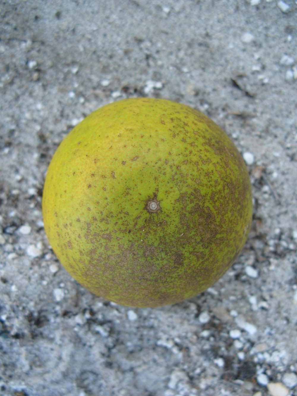              Fruit (Winter Haven, FL)       